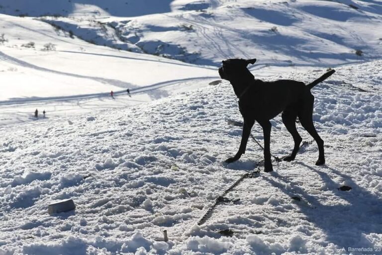 Nepal, un cachorro de 10 anos